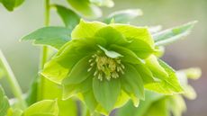 green flower of helleborus 'Harvington Double Limes'