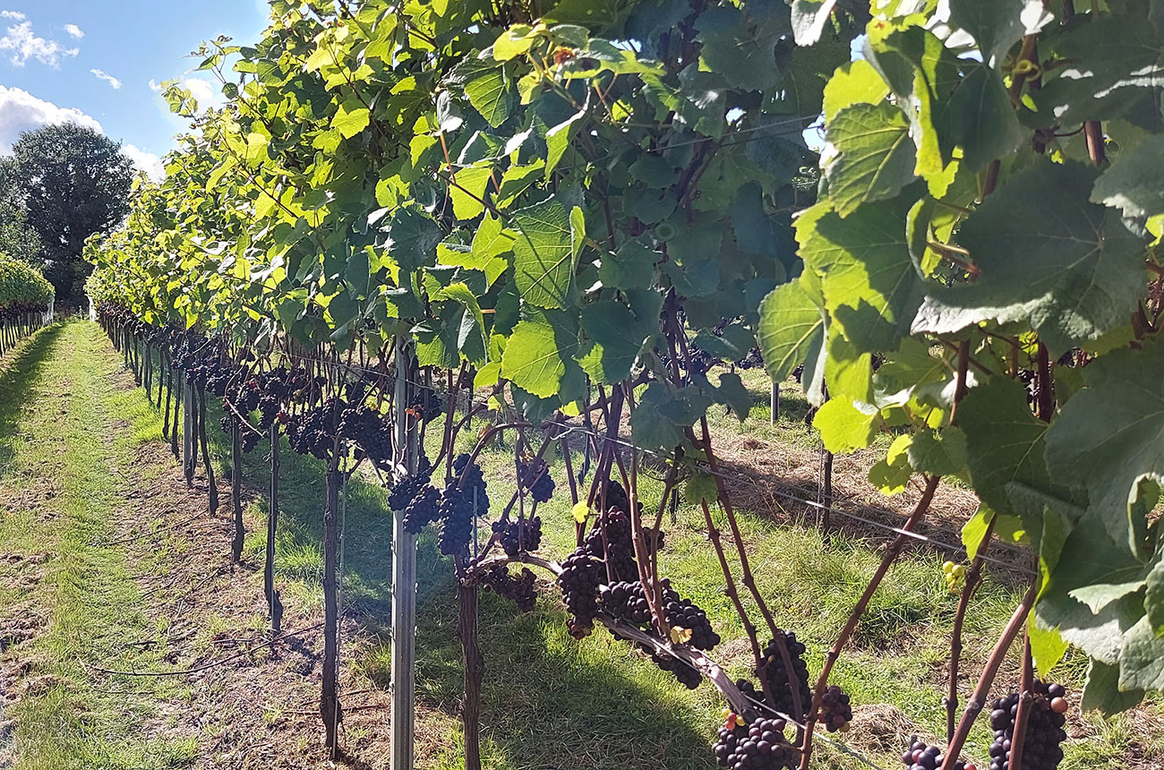 A UK vineyard: the country's wine production is set to grow