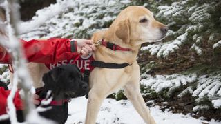 Labradors as search and rescue dogs