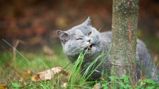 Cat eating grass