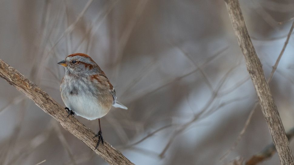 The best camera for wildlife photography in 2023 | Creative Bloq