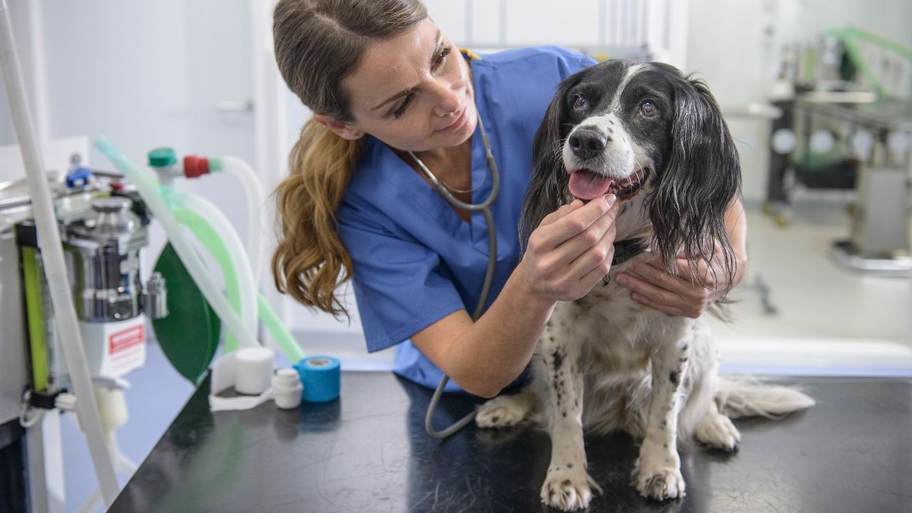 Vet examining a dog&#039;s mouth