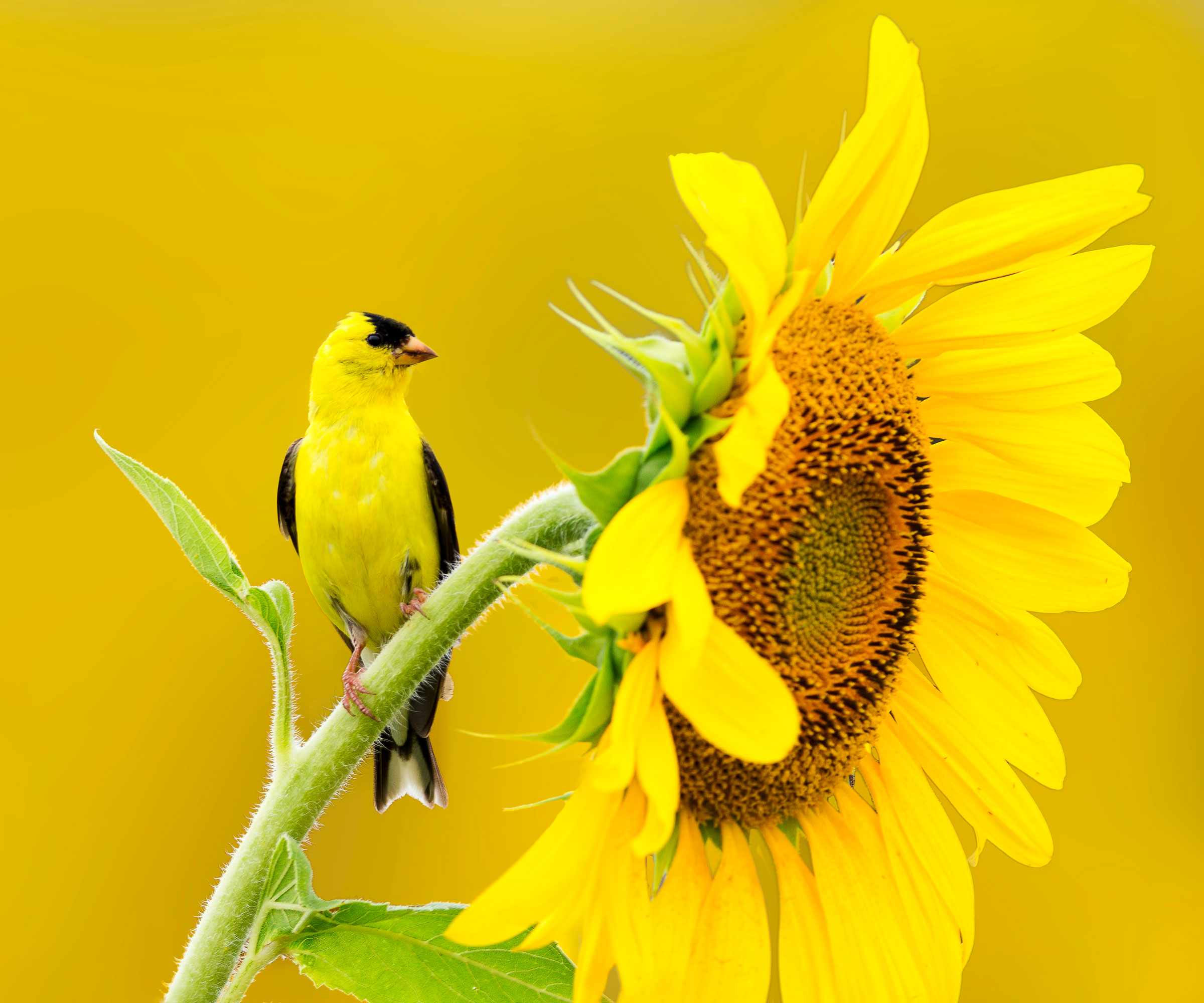 goldfinch sitting on stem of sunflower