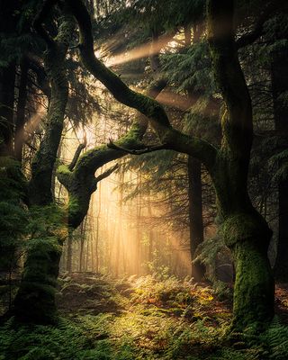 Guardians of the Forest, Llanrhychwyn, Snowdonia, Wales ©Simon Baxter / Landscape Photographer of the Year