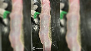 This screen grab from a viral Instagram video shows the outline of a 5-foot alligator corpse inside the stomach of a partially dissected 18-foot Burmese python.
