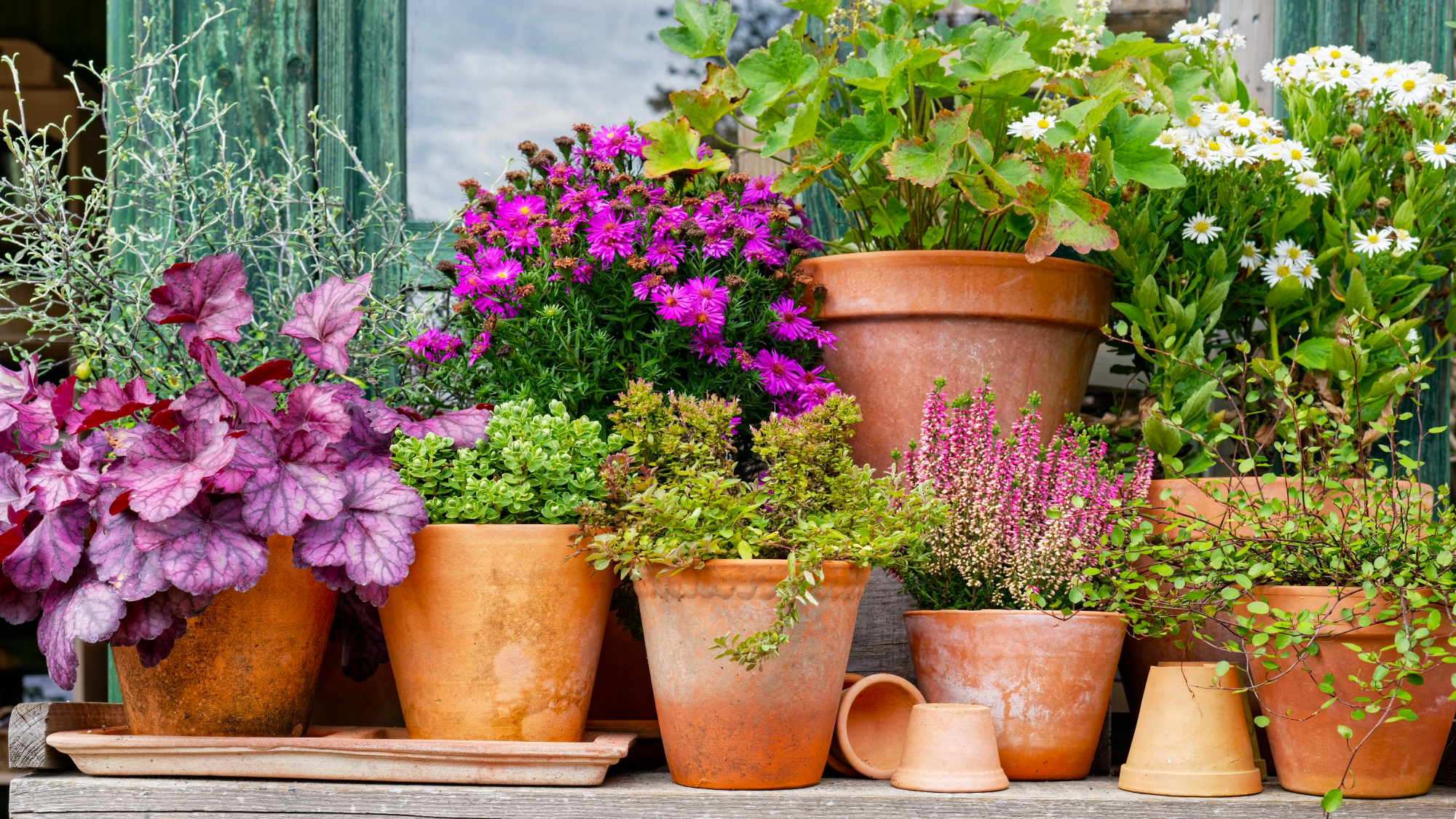 perennial plants in pots on a table outdoors