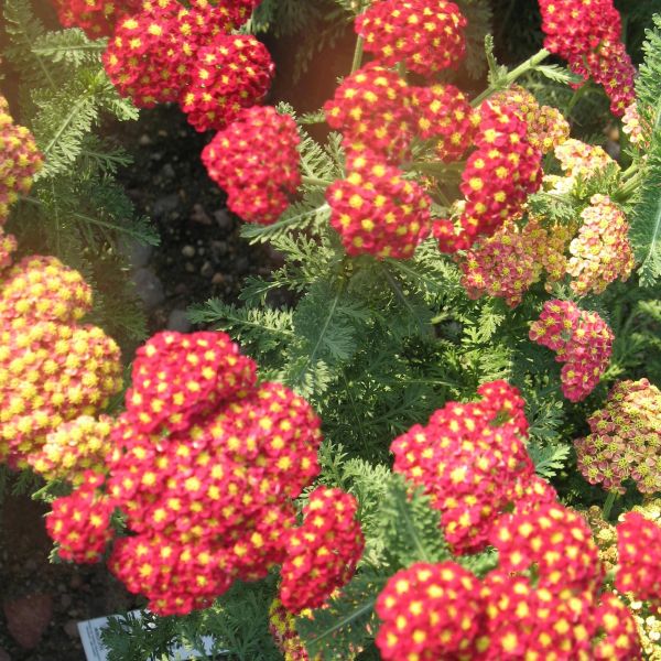 Strawberry Seduction&amp;trade; Yarrow - #1 Container
