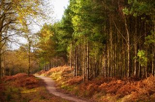 Sunlight across a vista of trees and winding path in Cannock Chase