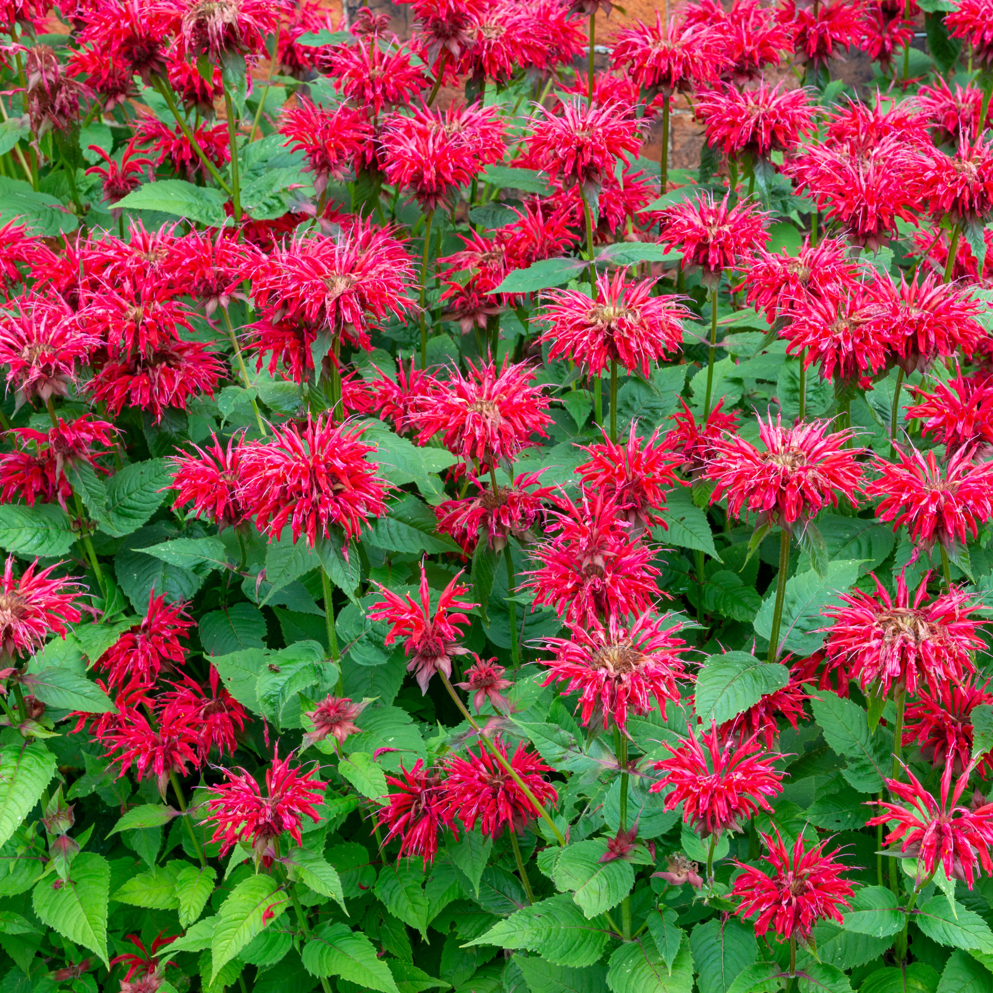 Monarda 'Gardenview Scarlet' (Bergamot, Bee Balm)
