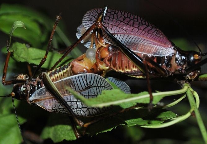 Bushcricket sex, reproduction