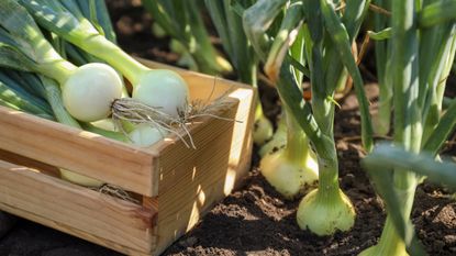 Wooden crate full of harvested onions in the garden