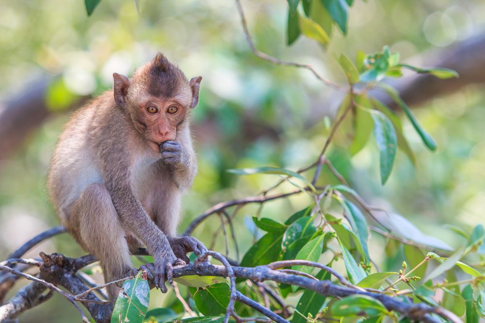 macaque