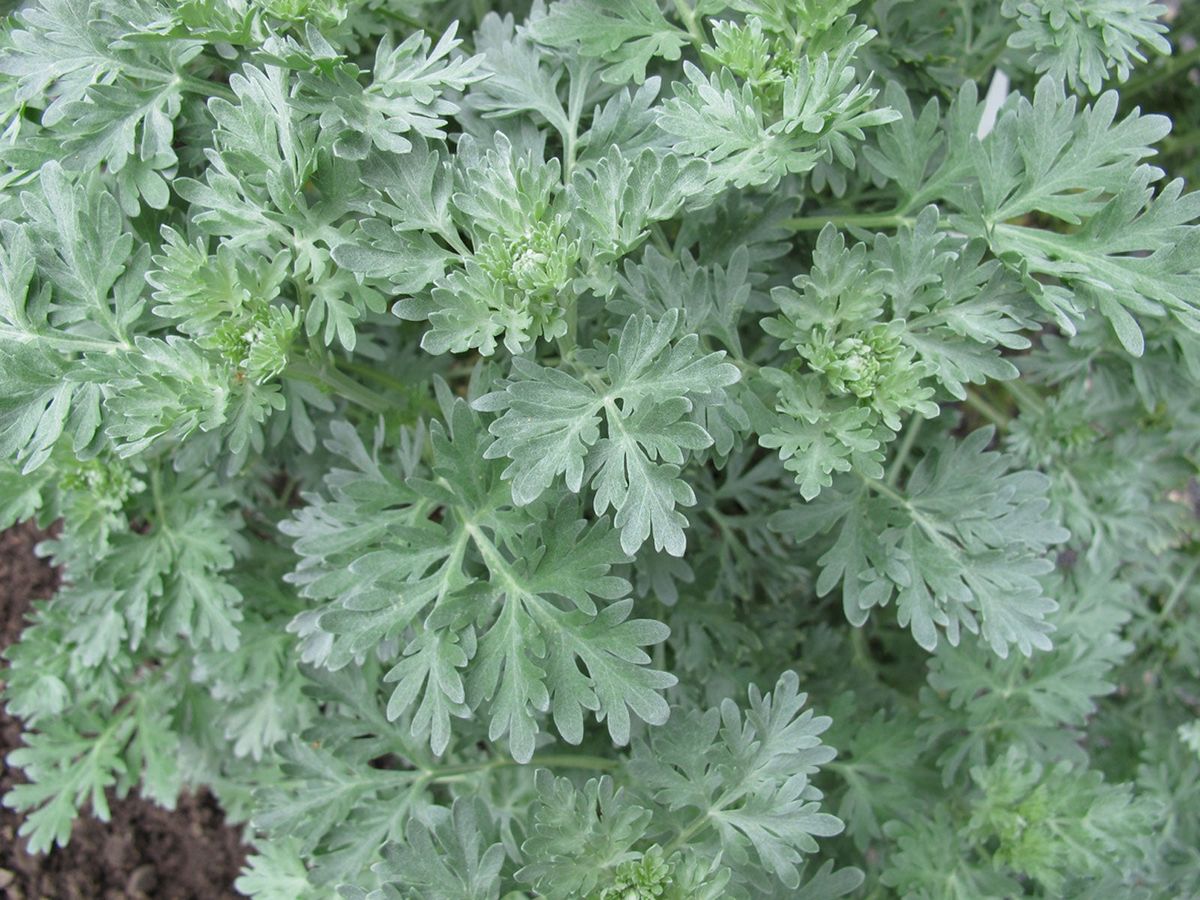 Wormwood Companion Plants Does Wormwood Inhibit Growth Of Other Plants