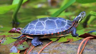 Beautiful turtle on log