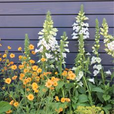 White foxgloves and smaller orange flowers