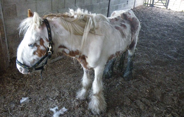 pony-21.jpg