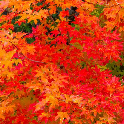 fall foliage with red, orange and gold tones