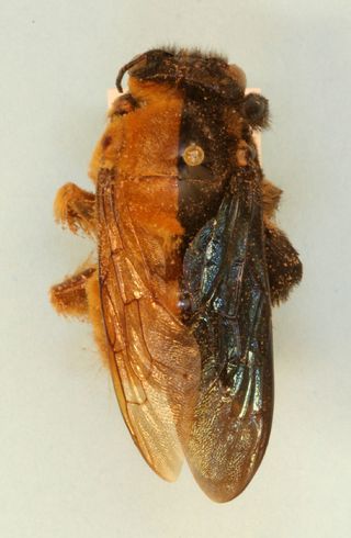 Carpenter bee gynandromorph