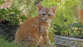 American Wirehair