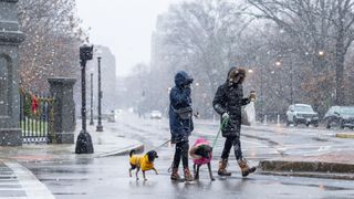 Two dogs being walked in Boston snowstorm