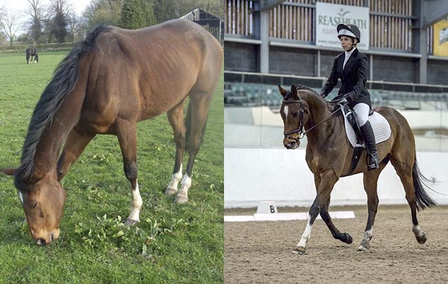 “This is my ex racehorse, Brokeback Ocean. I bought him as a five-year-old and he is 14 this year. He’s been through quite a lot, from having loading problems and not wanting to be shod to having sinuscopy surgery. He’s absolutely amazing and my horse of a lifetime. He’s doing BD this year and is one point away from qualifying for the regional finals” — Phillipa Jones