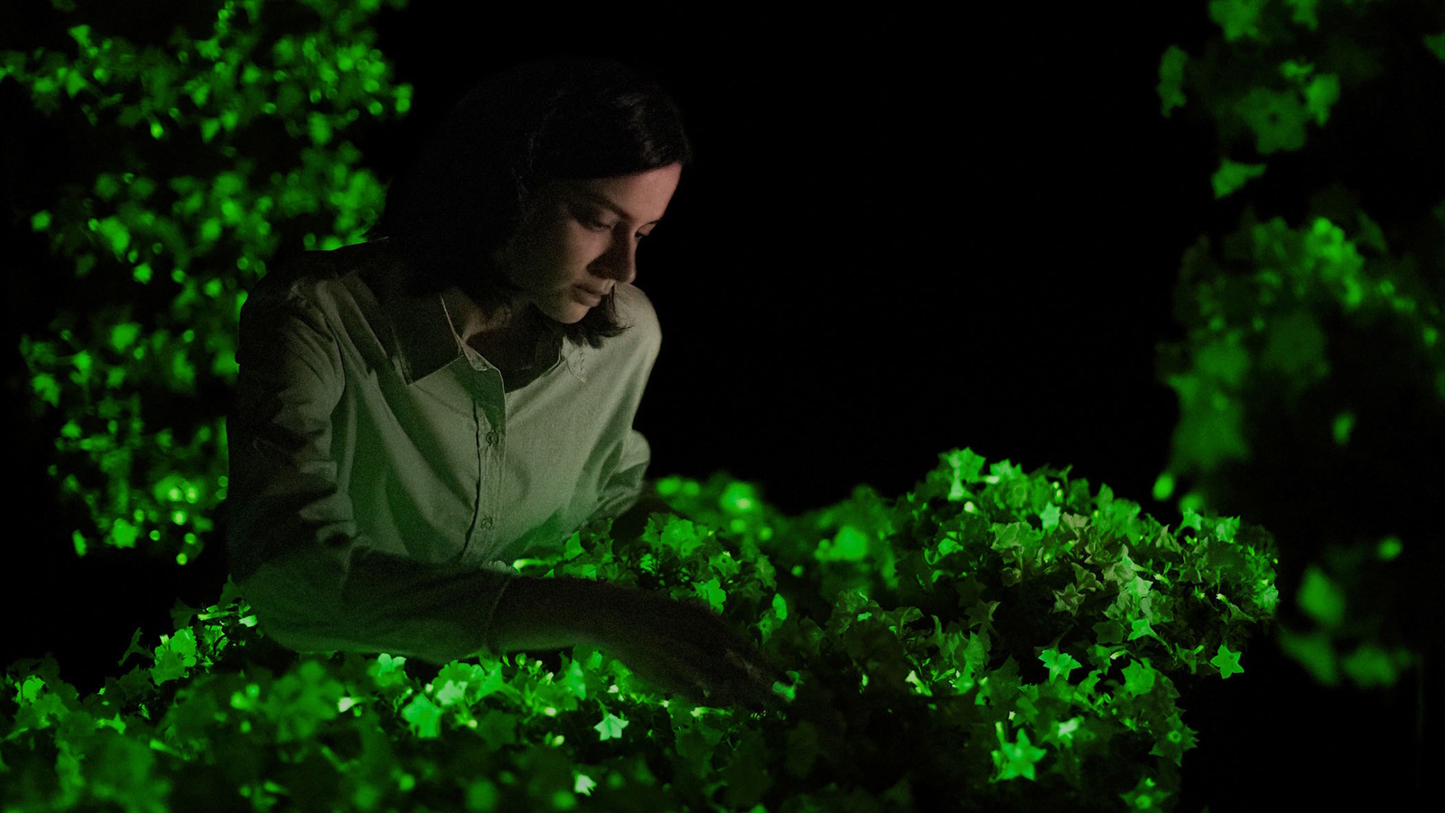 Light Bio glowing petunias now available