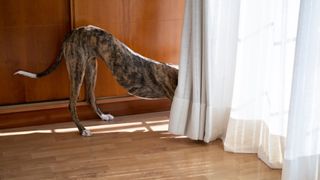 Ways to spot if your dog is smarter than you think