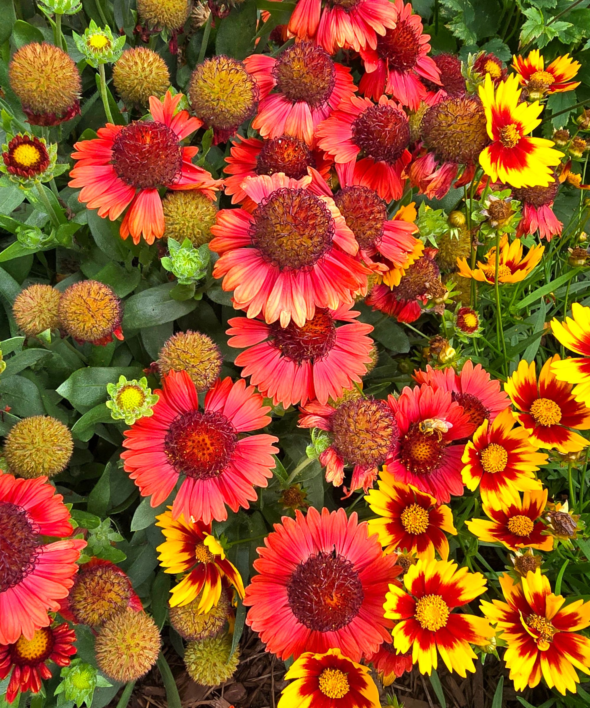 Coreopsis and Gaillardia