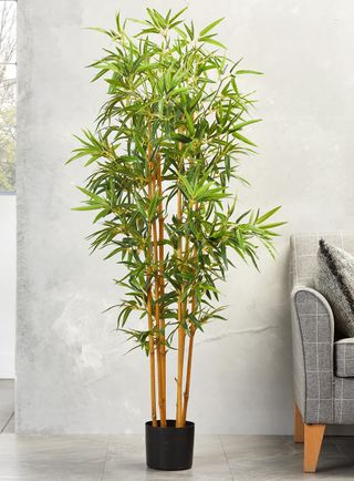 bamboo plant in pot in room with bright white walls