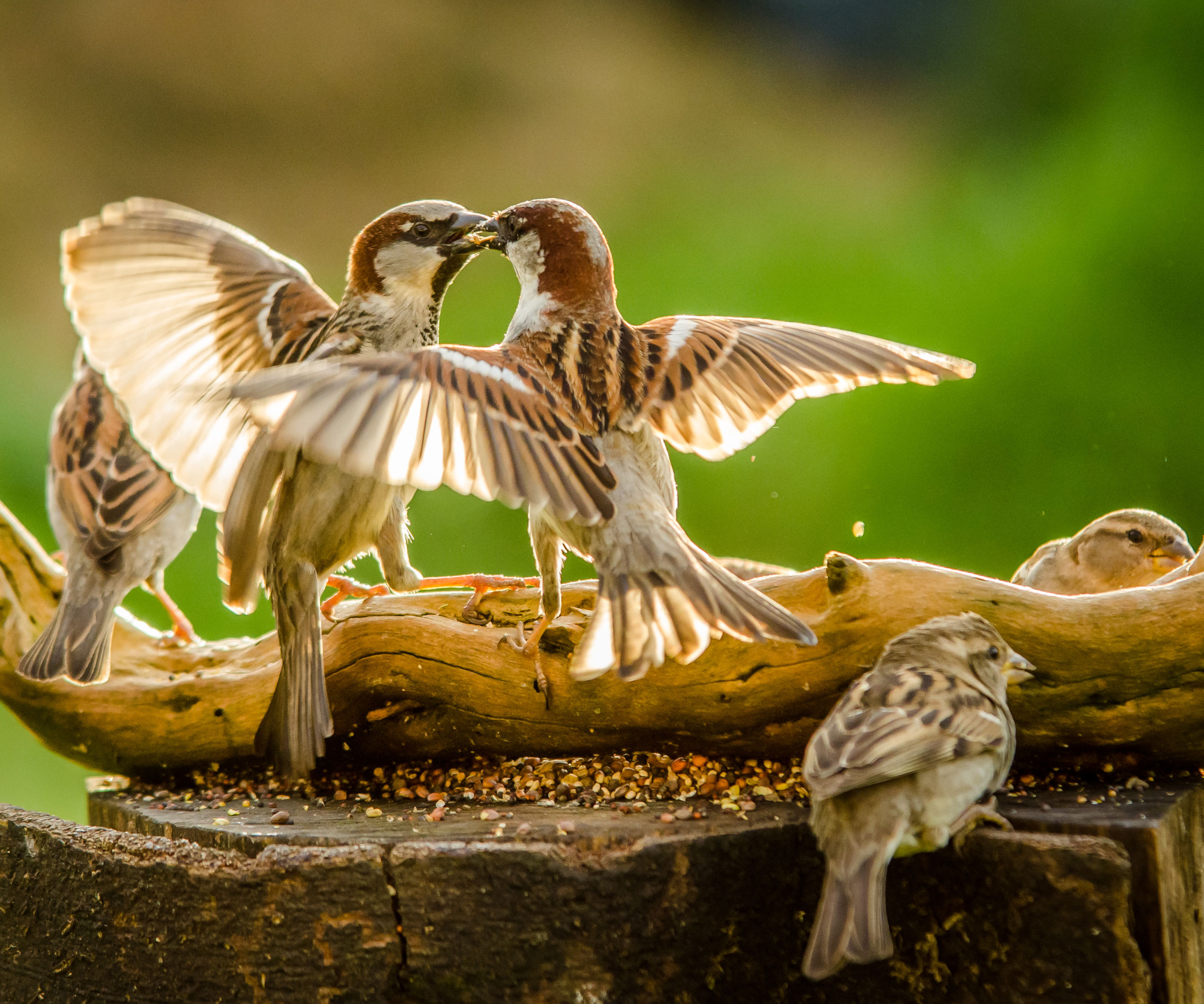 sparrows fighting on rustic feeding table