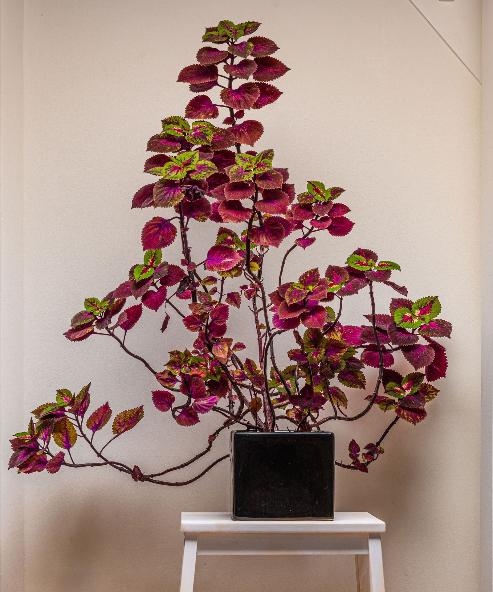 The 8 easiest and fastest plants to grow indoors Livingetc