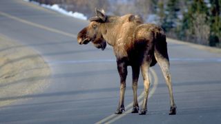 Moose standing on road, USA