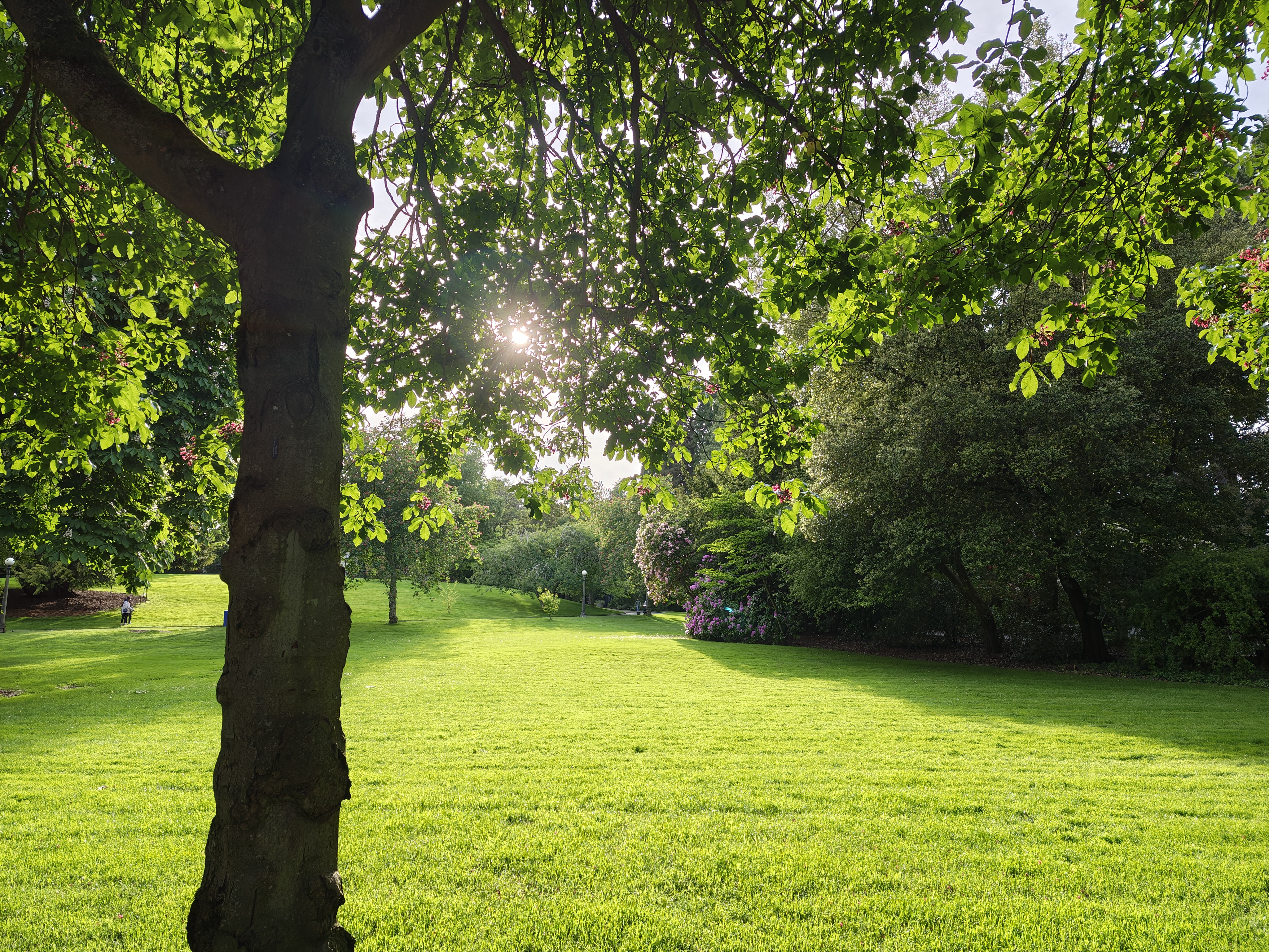Green grass and trees
