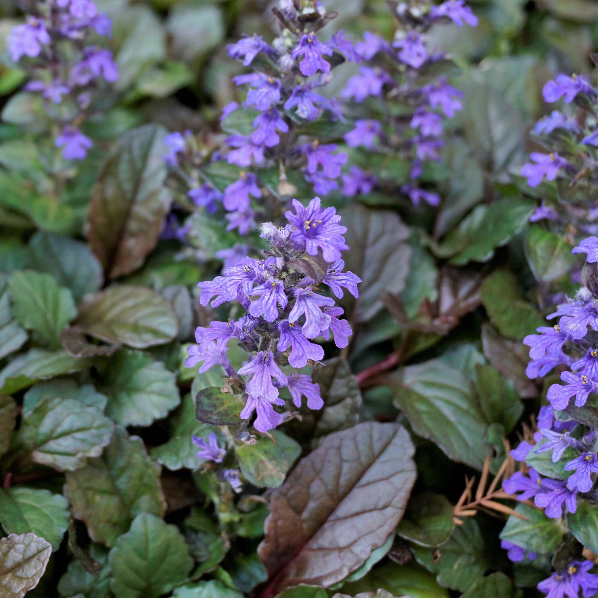 Beautiful blue and violet flowers of Ajuga genevensis also known as Geneva bugleweed