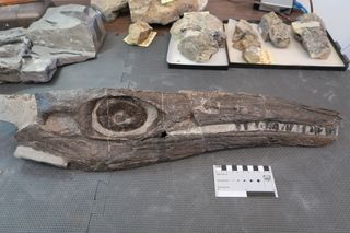 The skull of the newly described ichthyosaur Cymbospondylus duelferi.