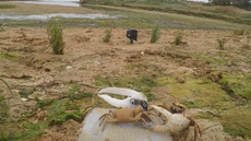 A screenshot from a video of a crab attacking a robot crab during a claw-waving mating display in Portugal. 