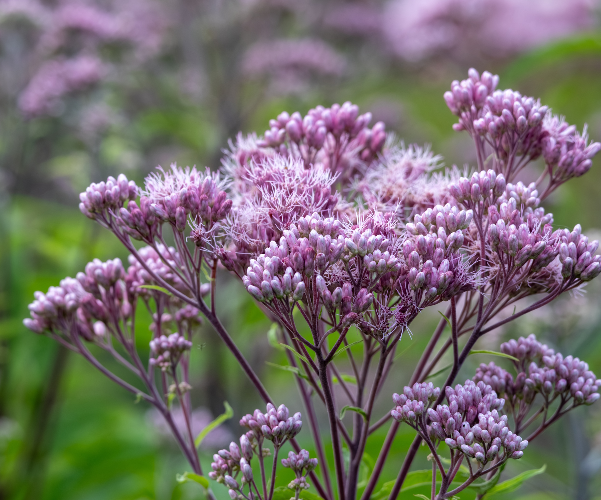 Joe Pye weed pink flowers