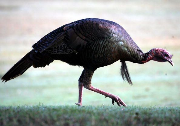 A wild turkey.