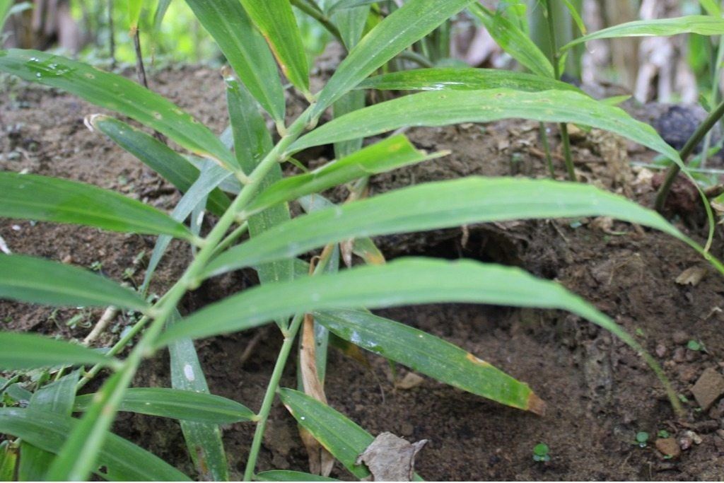 Ginger Leaves Browning