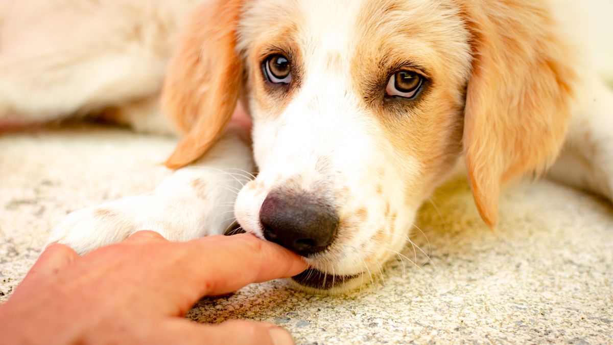 Puppy biting a person&#039;s finger