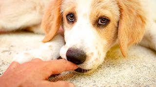 Puppy biting a person's finger