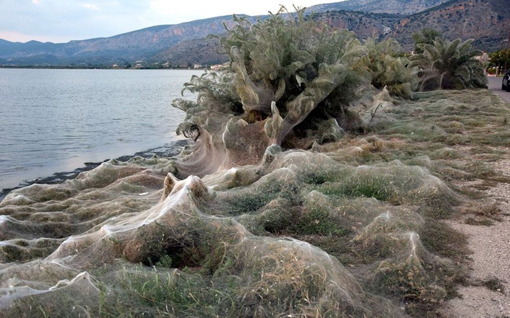 Expert warns summer spider season has started