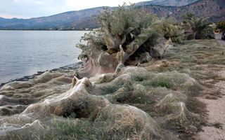 Residents of Aitoliko woke up to an eerie surprise: the beaches were overtaken by these spider webs.