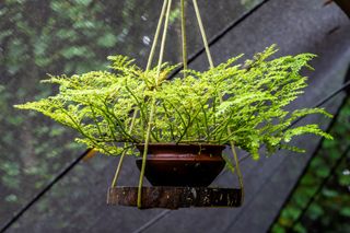 atumn fern house plant