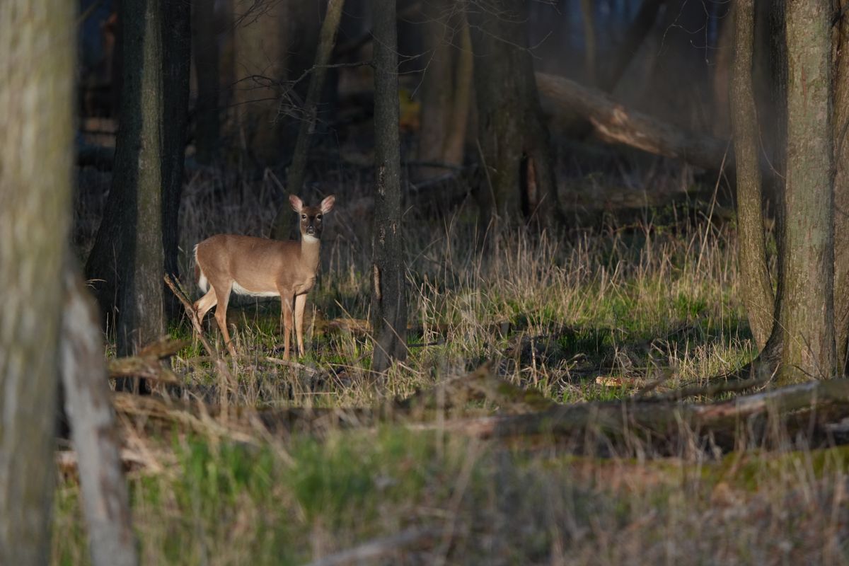 Wildlife images shot on the Sony A7R VI, unedited JPEG with slight resize to 7K pixels wide for web upload