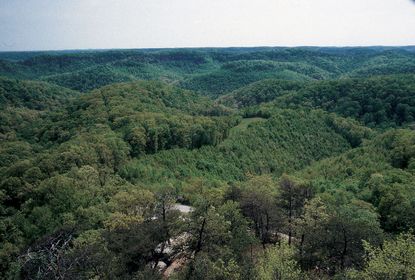 Forest landscape view