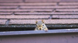 A squirrel peeking over the gutter on a house