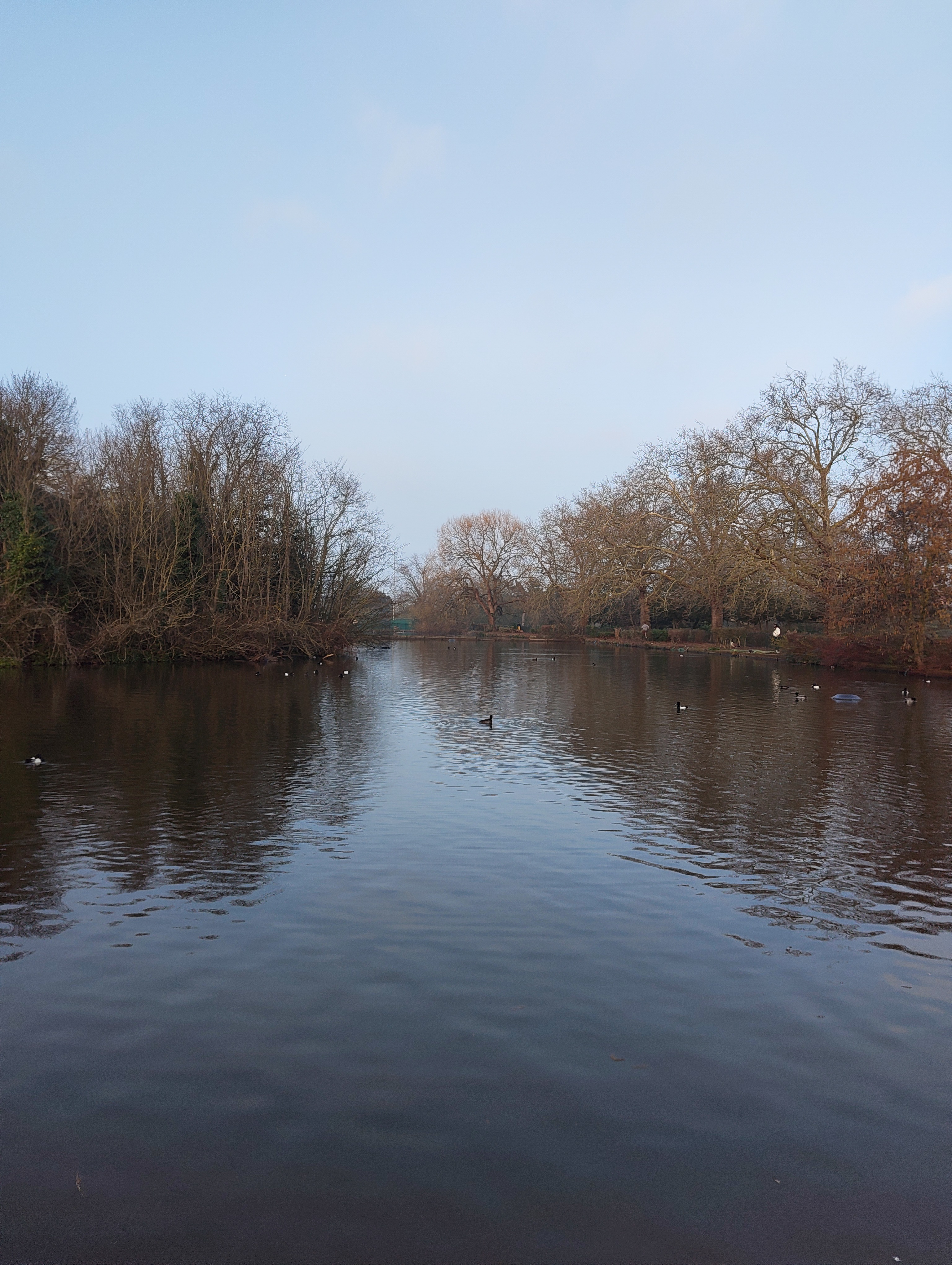 Wide landscape photo of a calm lake with ducks and winter trees reflected in the water, photographed with the Nothing Phone (4a).