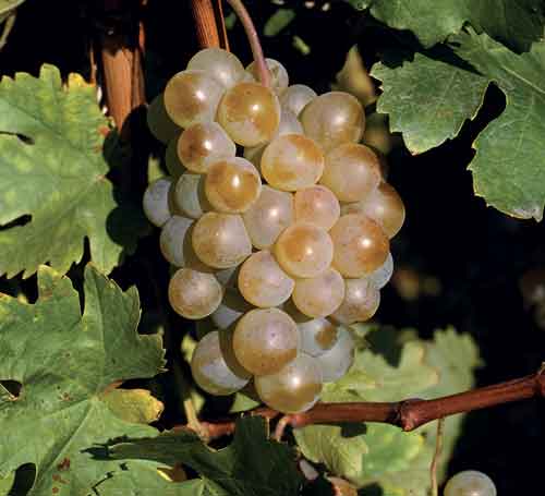 Assyrtiko
