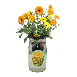 A hydroponic calendula growing kit in a mason jar